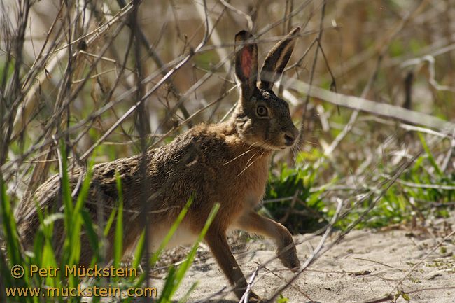 Lepus_europaeus_IMG_3169